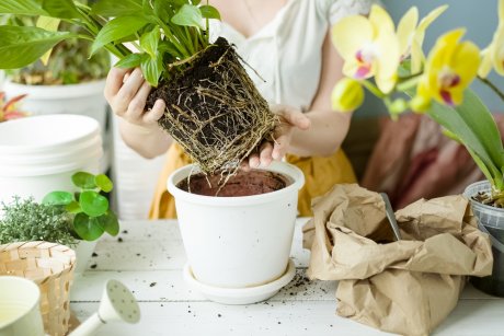 Как ухаживать за комнатными растениями: Полное руководство